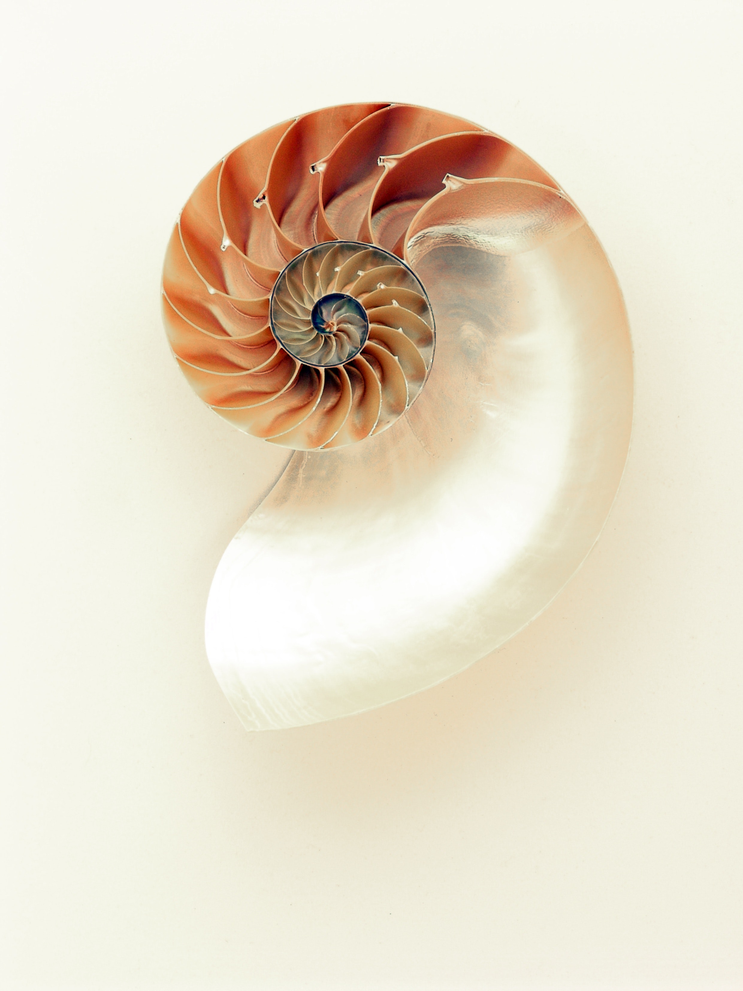 Picture of a Nautilus shell