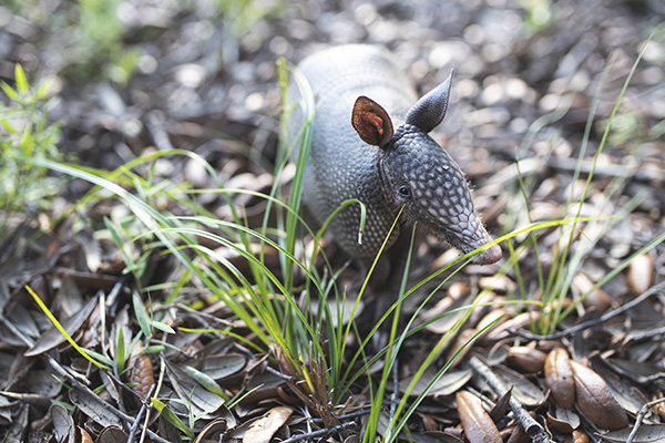armadillo behind some sparse grass on the pensacola campus