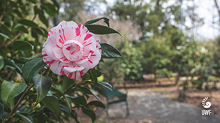uwf camellia garden with a pink blooming flower