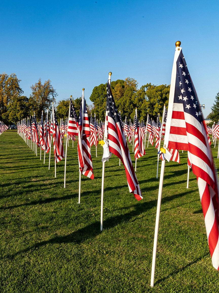 Rows of American flags are planted across a green lawn with trees beyond.