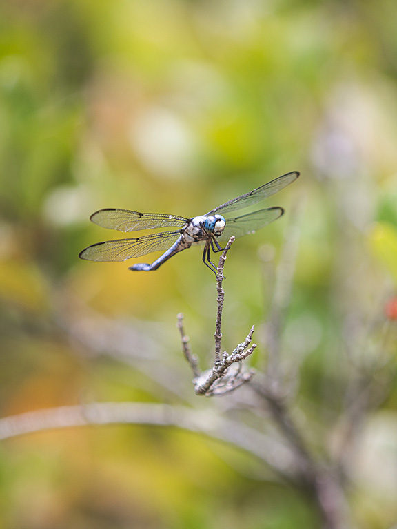 A dragonfly sitting on a small branch of a plant.